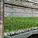 Agriculture Equipment Greenhouse Accessories Vertical Farming  Super NFT Channel Growing System