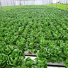 Greenhouse NFT Channel 100x50mm Food-grade PVC Indoor Vertical Farming Hydroponics Growing System
