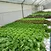 Agriculture Equipment Greenhouse Accessories Vertical Farming  Super NFT Channel Growing System